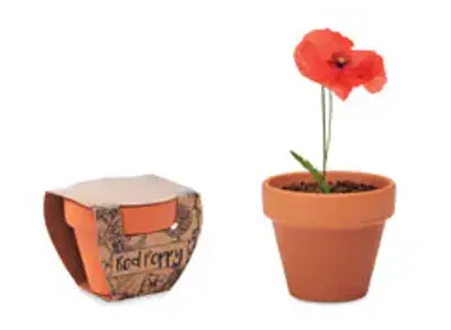 Klaproos in pot
